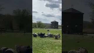 Geder og f&aring;r