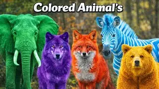Colored animals / English song #viral #trending #video #song #animation #colours #Safari #Animals 