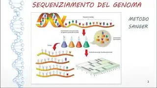TERAPIA GENICA, FARMACOGENOMICA, SEQUENZIAMENTO DEL GENOMA con METODO DI SANGER