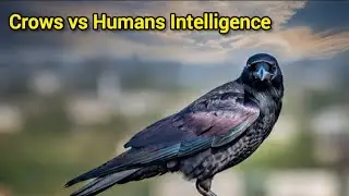 Are Crows as Smart as Humans?|How smart are Crows?