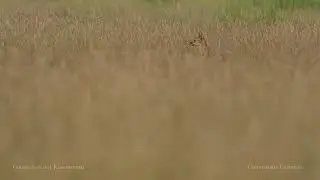 The grassland king in habitat....