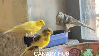 Cute Canary Birds