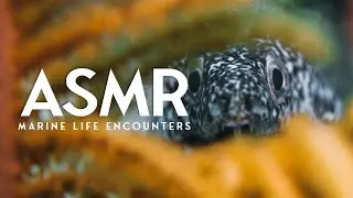 [ASMR] Mysterious Quest of the Spotted Moray Eel | HUNTING for Food?