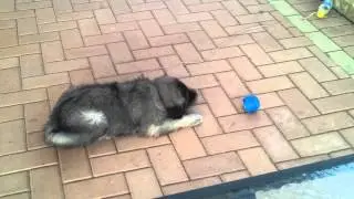 My Sarplaninac Max 8 weeks old, Perth Western Australia