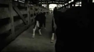 8 Foot Sativa - Sleepwalkers (censored version)