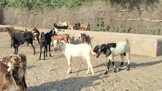 Goat Farming Season| Goat Breeds| Large number of goats at water pond and quenching thirst
