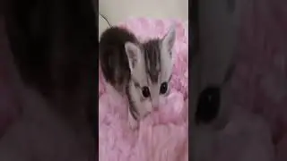 CAR CAR CAR!