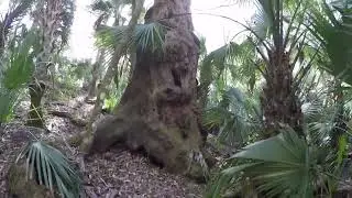 Huge Florida Indian Shell Mound Few Have Seen in Modern Times