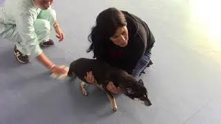 Rushton Dog Rescue - China, November 2017