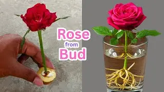 Secret Rose Tree Growing Method Revealed!