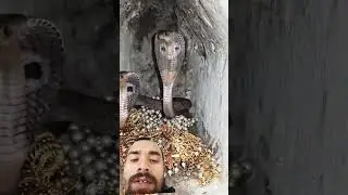 SNAKES Gone Wild in This CRAZY Shorts Video!