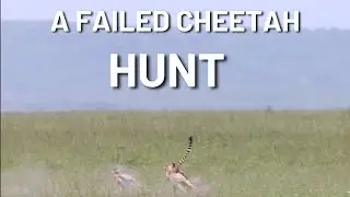 A Failed Cheetah Hunt - Masai Mara | Discover Africa Wildlife