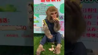 So Cute Monkey😍This is Daily Life of Monkey # 653