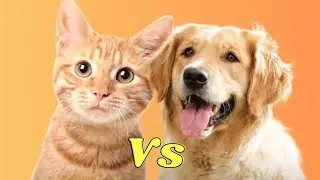 Life of pet cats🐈 Vs pet dogs 🐕 | Cat Vs dog by Forever Facts || #shorts