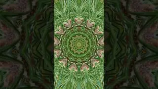 Green Forest Mandala | Nature Energy & Visual Meditation