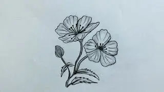 How to draw beautiful buttercup flower | Easy pencil sketch drawing for beginners