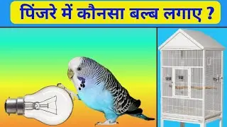 budgies parrot ki colony Mai konsa bulbs lagaye || बर्ड्स के पिंजरे में कौनसा बल्ब लगाएं ?