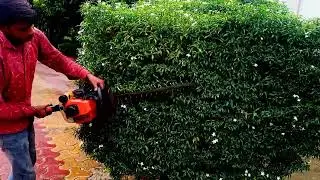 chandni hedge trimming and design।