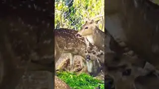 cheetal deer with huge antlers #viral #shorts #yt