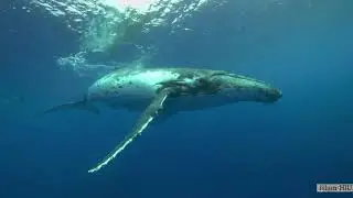 Lailaha illa anta Subhanaka inni kuntu minazzhalimin/Ляиляhа илляанта субẍанака инникунтуминаӟалимин