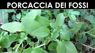 DIVINA FLORA - Un'erba chiamata 