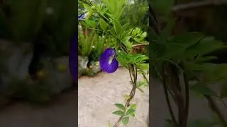 #newsong #haryanvisong #punjabisong #punjabimusic #garden #gardenflowers #gardening #gardenplants