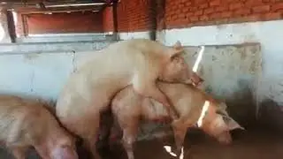 Mating and Reproduction in Pigs