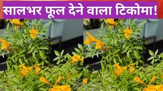 टिकोमा प्लांट के फूलों का राज आसान tips ll how to grow tecoma  flower plant ll tips and care