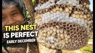 THIS WILD BEE NEST WAS ABSOLUTELY PERFECT&hellip; UNTIL WE GOT CLOSER