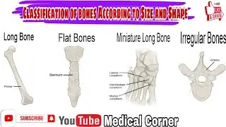 classification of bones According to Size and Shape | Bone Classification | Classification of bones|