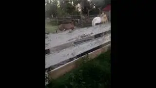 ABC's donkey