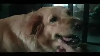 Hatchie thinking out loud 🤣 #familytime  #petvlog #goldenretriever 