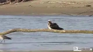 Il falco pescatore fa il bagno lungo il fiume...mentre qualcun altro pesca!