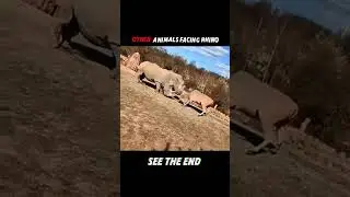 lion vs genda #reels #wildlife #animal #animalescape