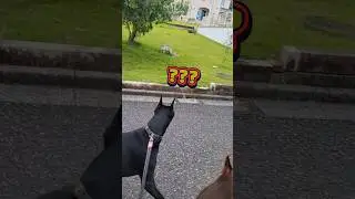 Walking routine 🖤🤎#doberman #dog #short