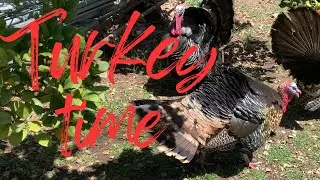 Tough mushroom hunt saved by wild turkeys!
