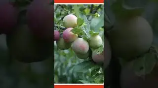 40 Different types of Fruits in one tree #tree #plants #fruit