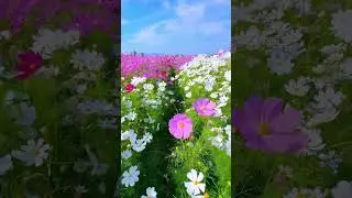 The sounds of birds singing and the scent of flower fields help you relax #travel #chill #relax