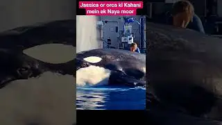 #animals #latest #information #dolphin #fish