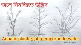 draw Aquatic plant-underwater/submerged plant/জলে নিমজ্জিত উদ্ভিদ#aquaticplant#submerged#waterplant