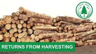 Returns from Harvesting Forestry in New Zealand