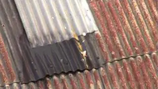 The bird laid an egg while flying