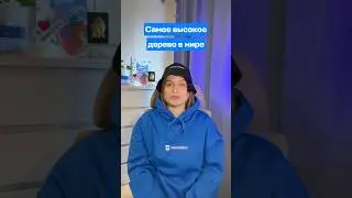 А штраф потом идёт на восстановление психики дерева? #путешествия #интересное #факты #авиасейлс