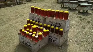 Bee Farming (Himachal Tour) Part-2