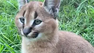 Kora the caracal kitten has perfected her ear flick. #shorts