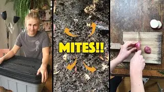 Virtual Science Fair | Mite Experiment
