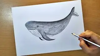 blue whale drawing || how to draw blue whale easily