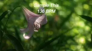 Sample This 136 BPM