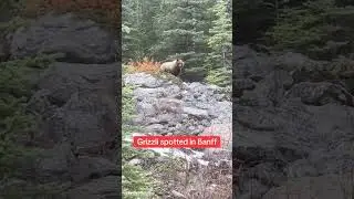 Face-to-Face with the Boss Bear in Banff 🐻 #CanadaWildlife