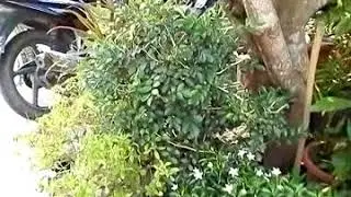 Part 3 kucing di gendong saat lagi mimik dan boobok